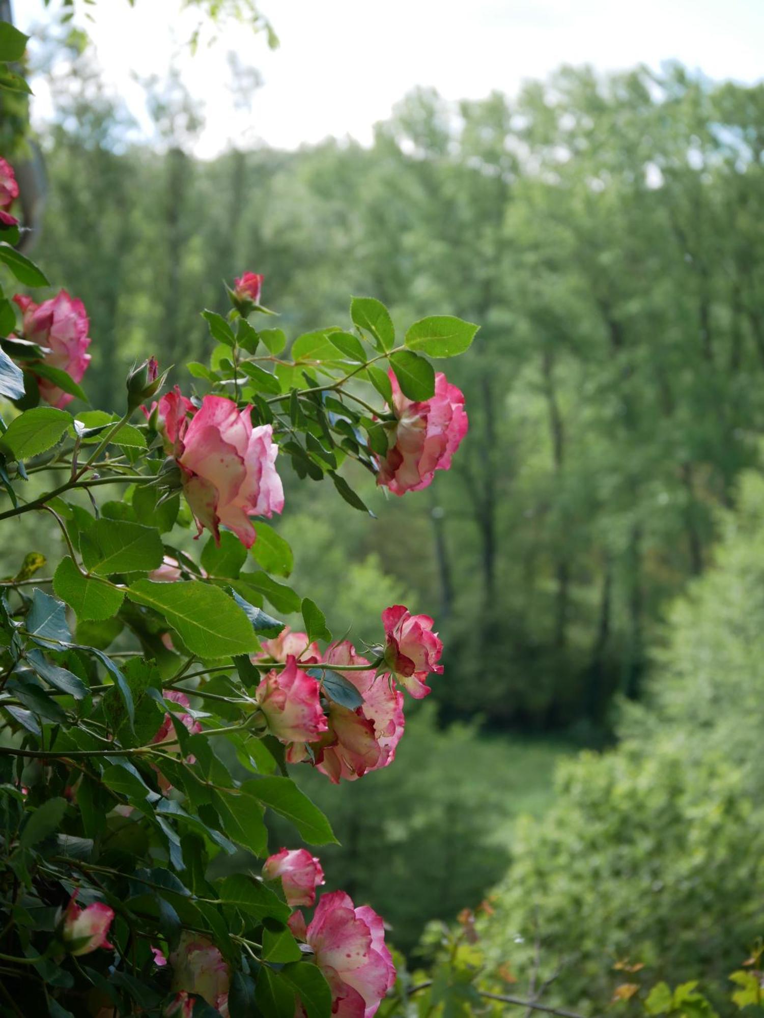 לינה וארוחת בוקר Brusque Les Jardins De Lumiere מראה חיצוני תמונה